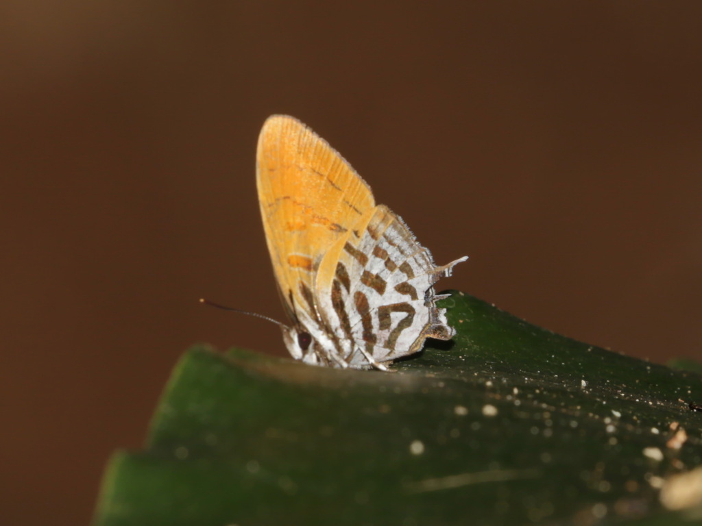 Pygmy Posy