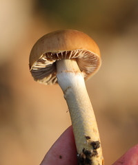 Cortinarius trivialis