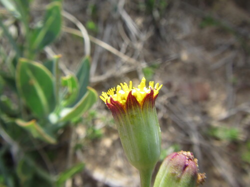 Leafy Babooncabbage (Othonna gymnodiscus)