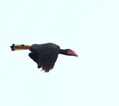 Writhed Hornbill photo 5