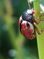 Calligrapha spiraeae