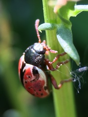 Calligrapha spiraeae