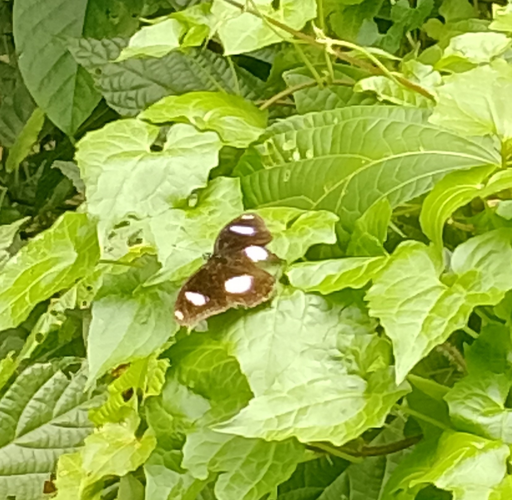 Great Eggfly