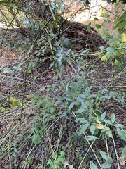 Rosa banksiae normalis