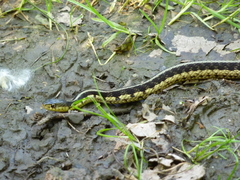 Thamnophis sirtalis semifasciatus