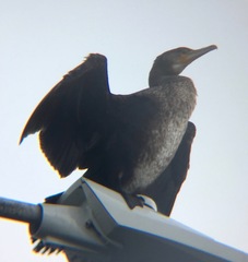 Phalacrocorax carbo