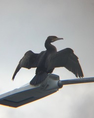 Phalacrocorax carbo