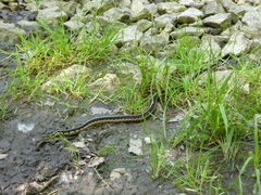 Thamnophis sirtalis semifasciatus