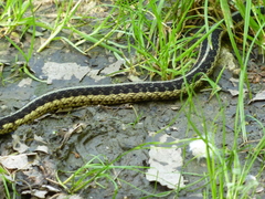 Thamnophis sirtalis semifasciatus