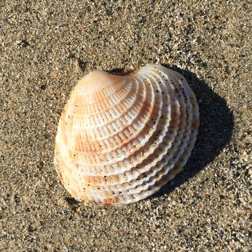 Antigona lamellaris observed 2025-08-05