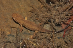 Paramesotriton hongkongensis