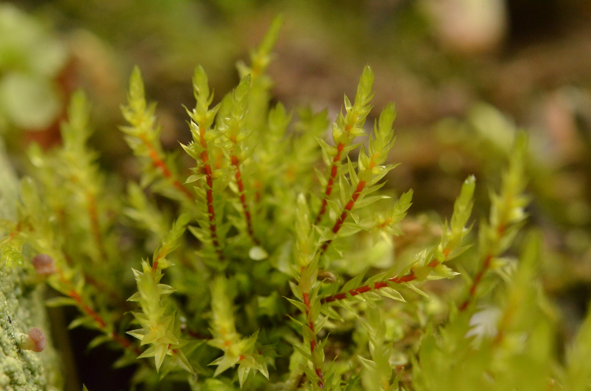 Pohlia drummondii