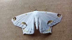 Sericoptera mahometaria