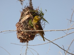 Ploceus cucullatus