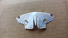 Sericoptera mahometaria