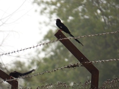 Phoeniculus purpureus