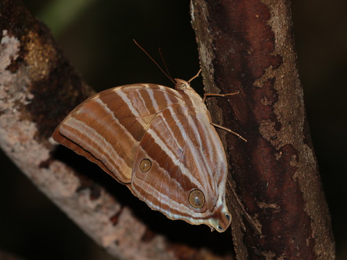 Bicolor-haired Palm King