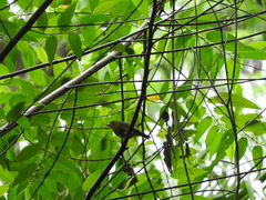Euphonia chrysopasta
