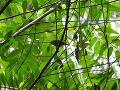 Euphonia chrysopasta