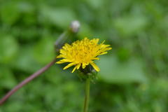 Taraxacum officinale