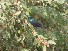 Lamprotornis chalybaeus