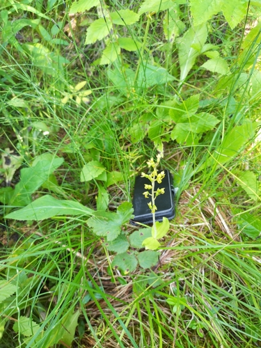 Common Twayblade