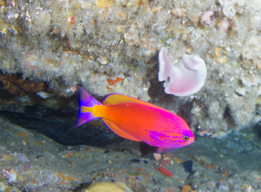 Glorious groppo (Callanthias australis) — Callanthiidae