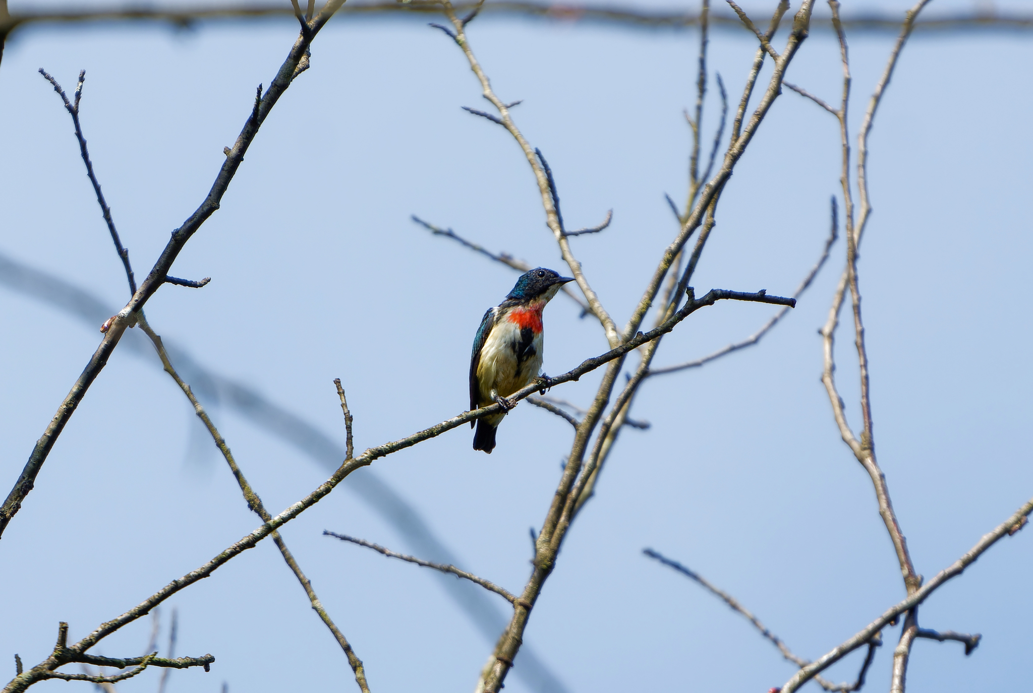 Fire-breasted Flowerpecker