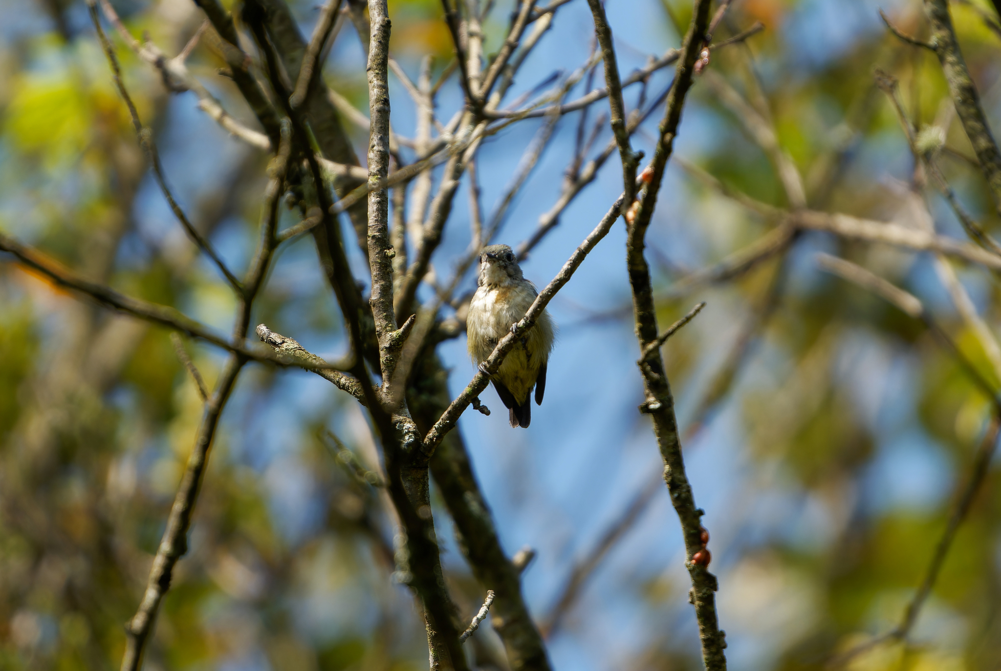 Fire-breasted Flowerpecker