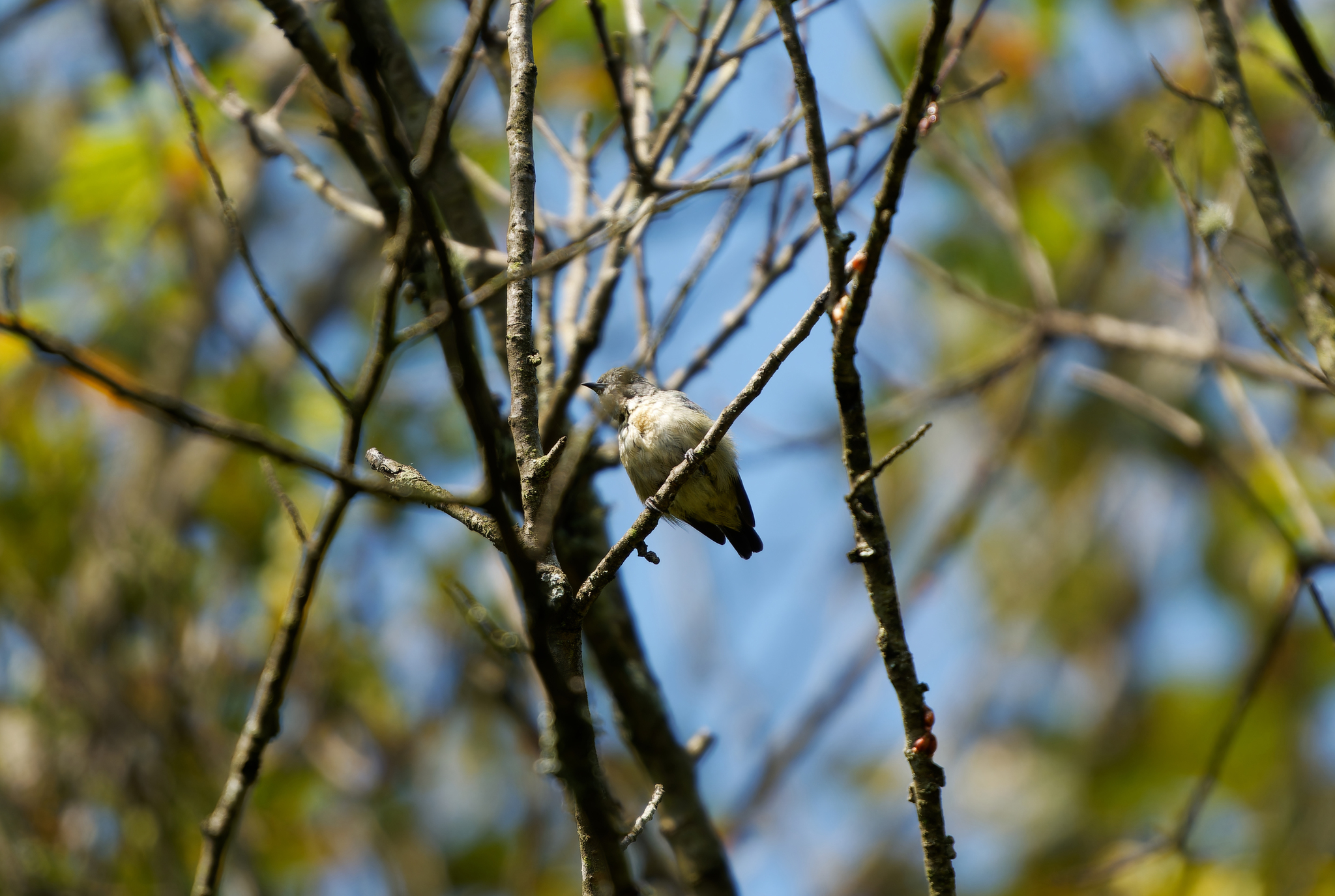 Fire-breasted Flowerpecker