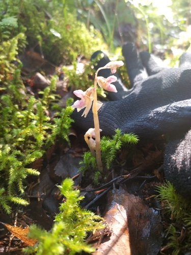 Ghost Orchid