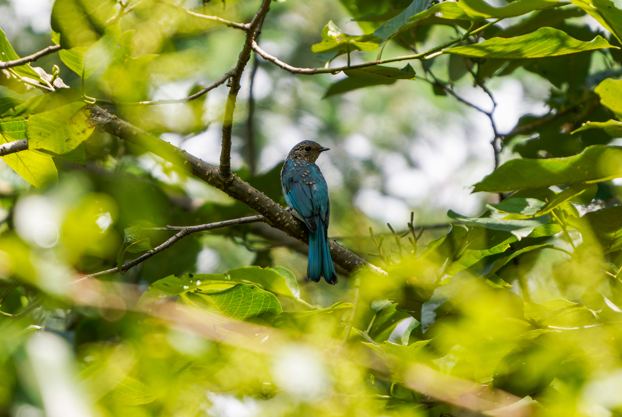 Verditer Flycatcher