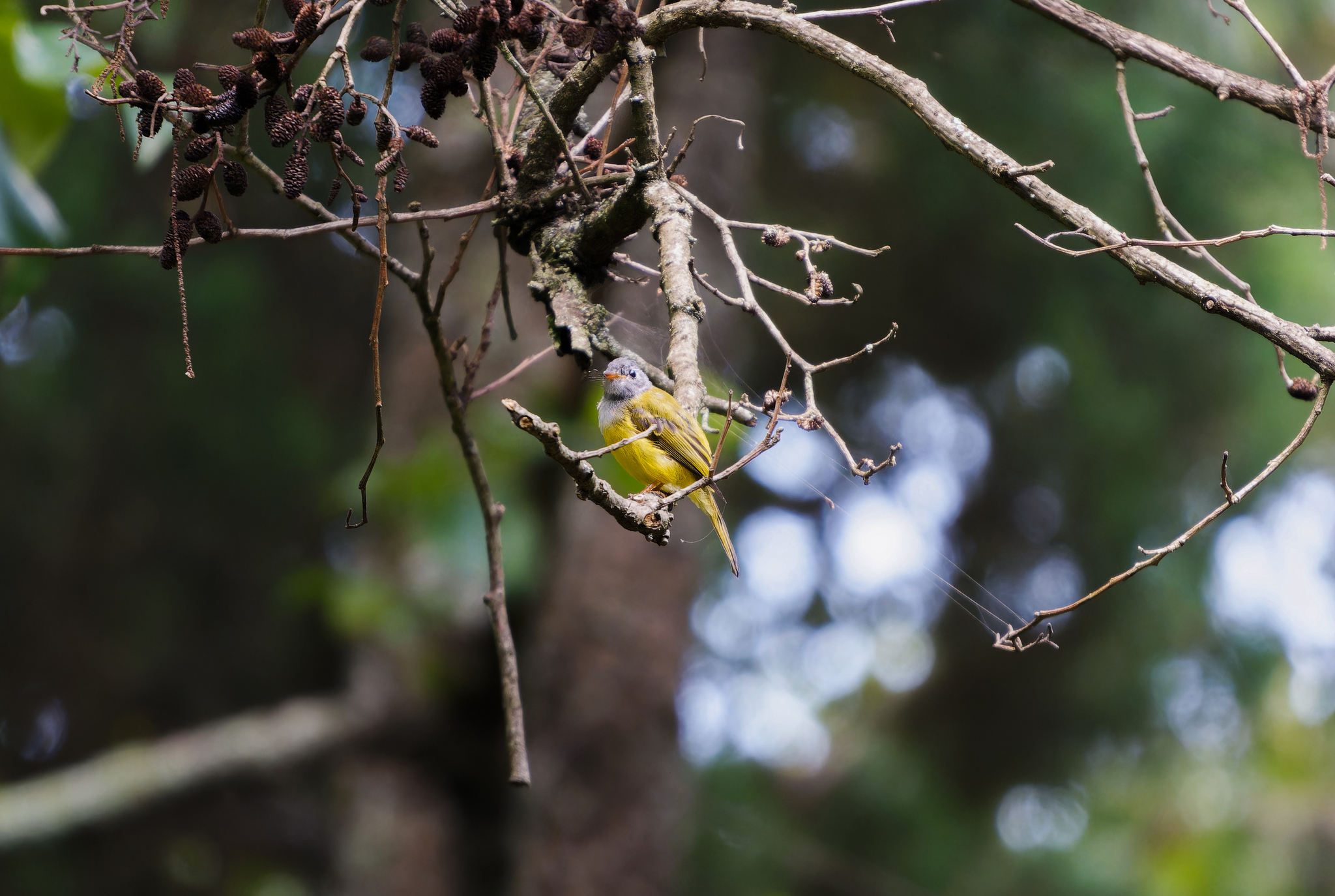 Grey-headed Canary-flycatcher