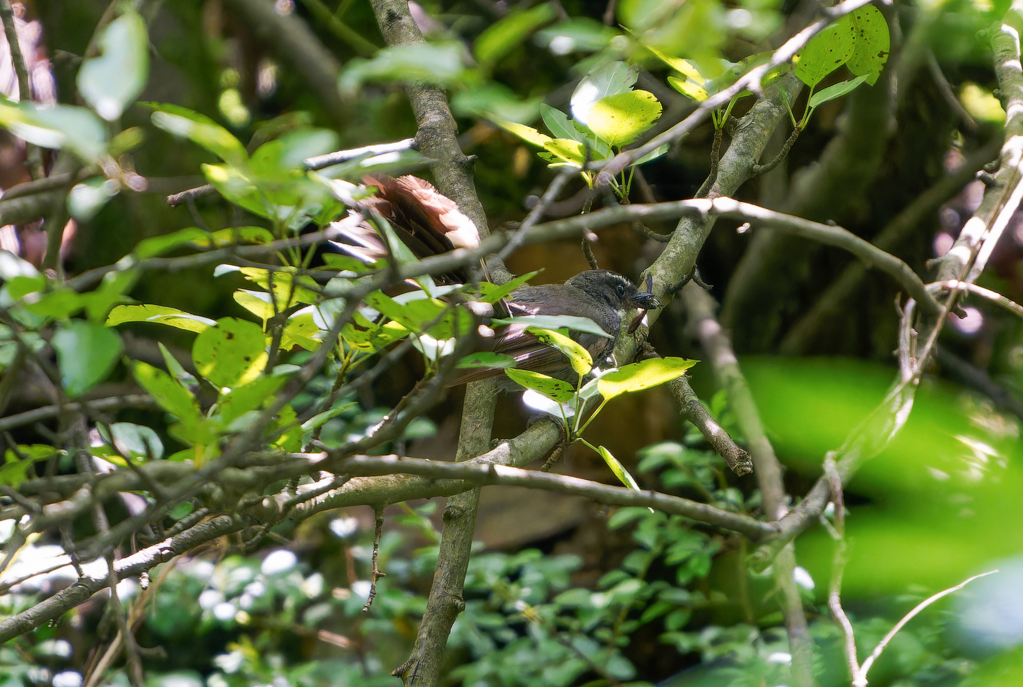 White-throated Fantail