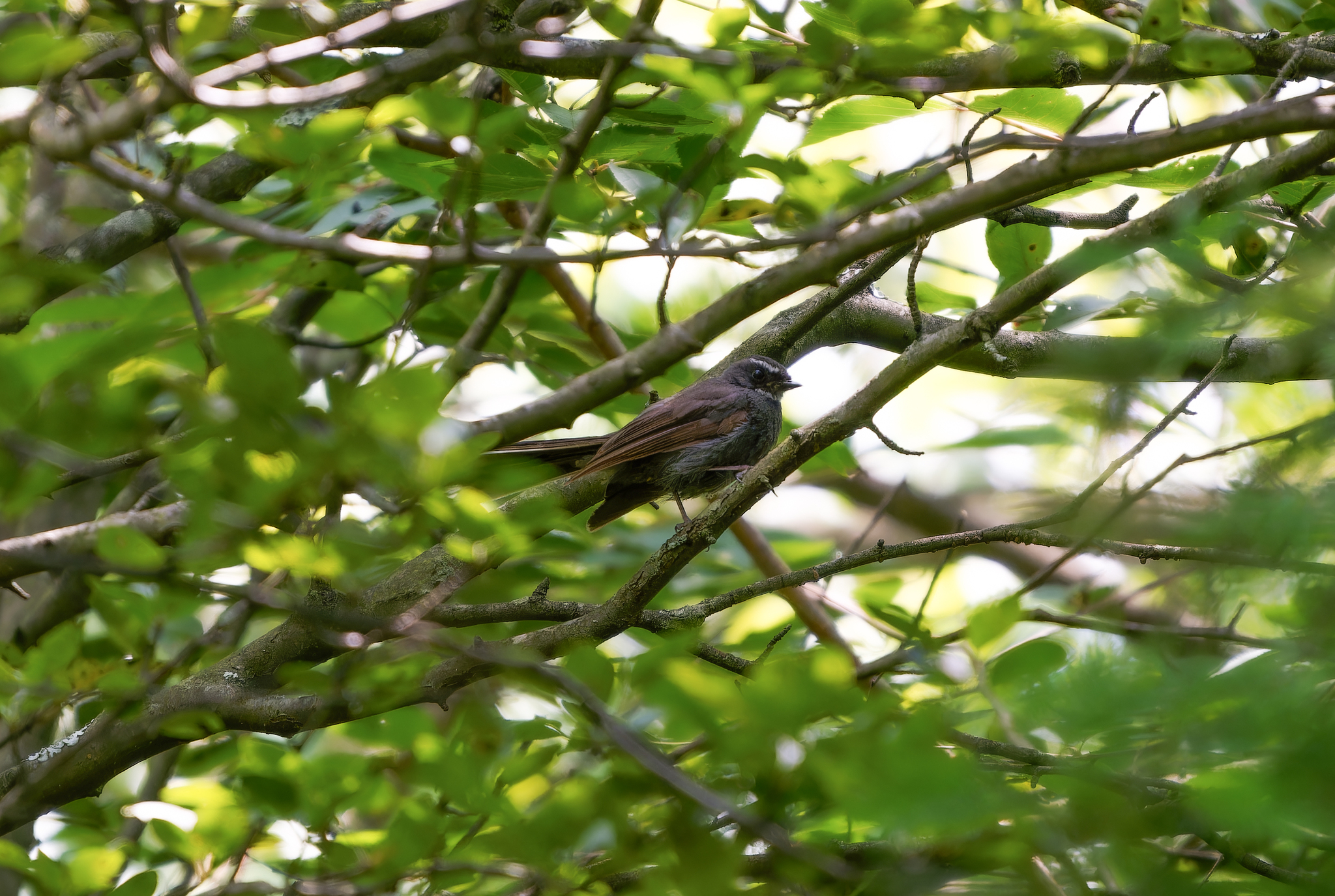 White-throated Fantail