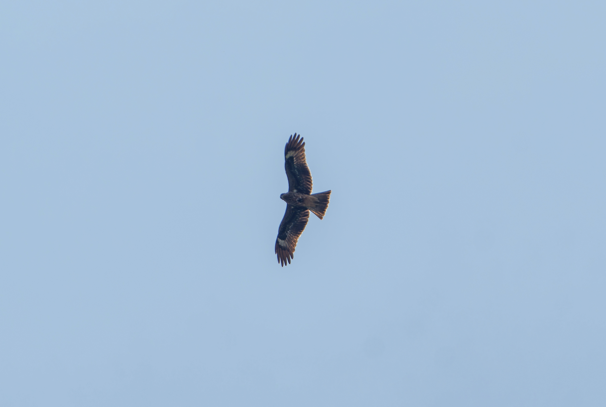 Black Kite