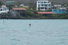 Oceanites gracilis