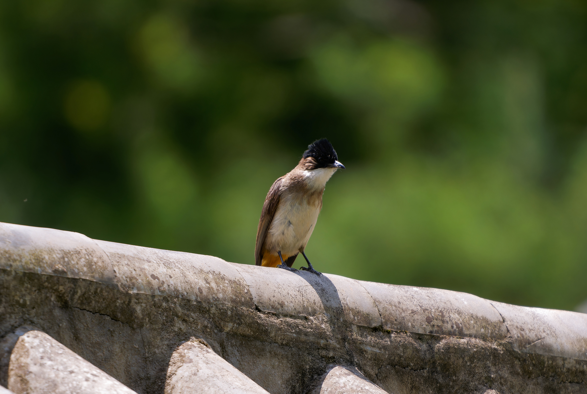 Brown-breasted Bulbul
