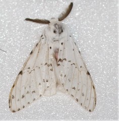 Lymantria brunneiplaga