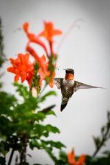 Archilochus colubris