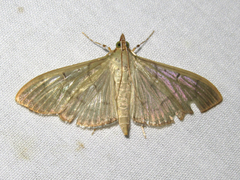 Patania silicalis