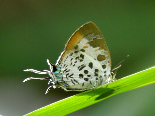 White-craved Posy