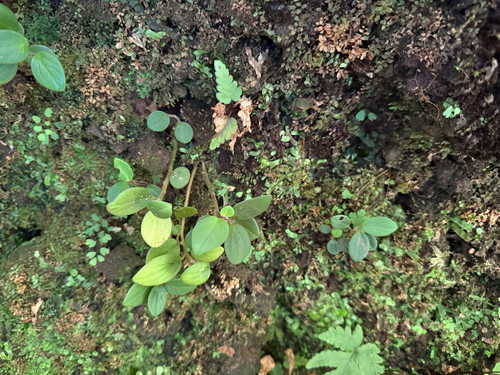 Peperomia latifolia observed 2025-08-03