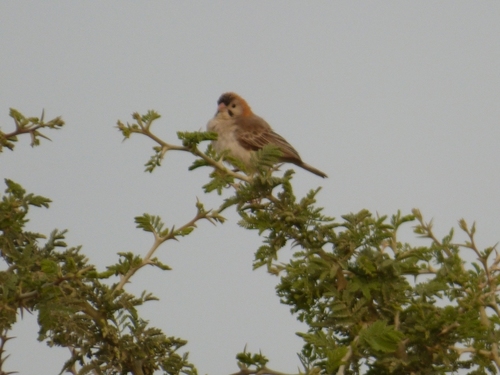 Speckle-fronted Weaver