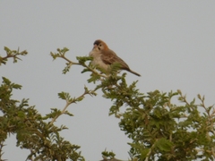 Sporopipes frontalis