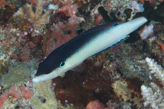 Anampses neoguinaicus