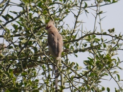 Urocolius macrourus