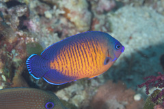 Centropyge bispinosa