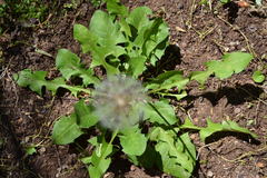 Taraxacum officinale