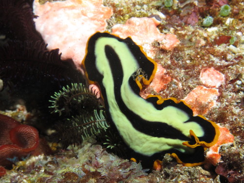 Photo of Divided flatworm (Pseudoceros dimidiatus)